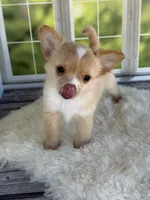 Blaze, a male Chihuahua for sale in Rogersville, TN – 5 of 9