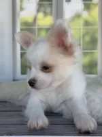 Casper, a male Chihuahua for sale in Rogersville, TN – 4 of 9