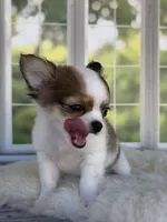 Bandit, a male Chihuahua for sale in Rogersville, TN – 6 of 10