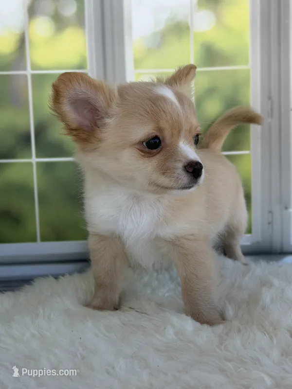 Blaze – Chihuahua puppy for sale in Rogersville, TN