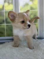 Blaze, a male Chihuahua for sale in Rogersville, TN – 1 of 9