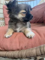Boy, a male Chihuahua for sale in Fayetteville, NC – 5 of 6