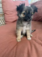 Boy, a male Chihuahua for sale in Fayetteville, NC – 2 of 6