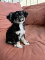 Girl, a female Chihuahua for sale in Fayetteville, NC – 7 of 9