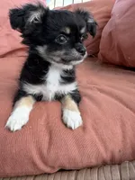 Girl, a female Chihuahua for sale in Fayetteville, NC – 2 of 9