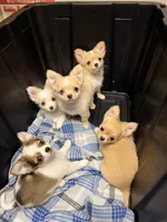 Dolly, a female Chihuahua for sale in Rogersville, TN – 10 of 10
