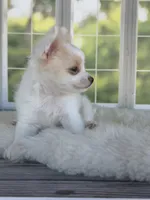 Casper, a male Chihuahua for sale in Rogersville, TN – 6 of 9