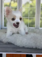 Casper, a male Chihuahua for sale in Rogersville, TN – 5 of 9