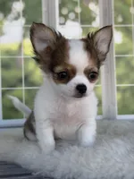 Bandit, a male Chihuahua for sale in Rogersville, TN – 5 of 10