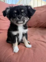 Girl, a female Chihuahua for sale in Fayetteville, NC – 8 of 9