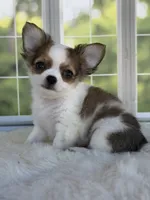 Bandit, a male Chihuahua for sale in Rogersville, TN – 4 of 10