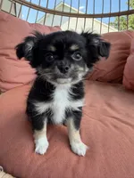Girl, a female Chihuahua for sale in Fayetteville, NC – 1 of 9
