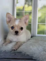 Blue, a male Chihuahua for sale in Rogersville, TN – 4 of 7