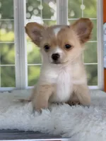 Blaze, a male Chihuahua for sale in Rogersville, TN – 4 of 9