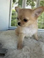 Dolly, a female Chihuahua for sale in Rogersville, TN – 6 of 10