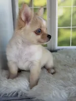Blue, a male Chihuahua for sale in Rogersville, TN – 2 of 7