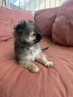 Boy, a male Chihuahua for sale in Fayetteville, NC – 6 of 6