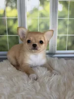 Dolly, a female Chihuahua for sale in Rogersville, TN – 3 of 10