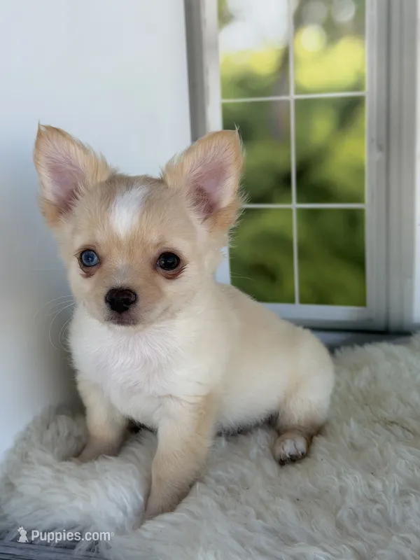 Blue – Chihuahua puppy for sale in Rogersville, TN