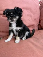 Girl, a female Chihuahua for sale in Fayetteville, NC – 6 of 9