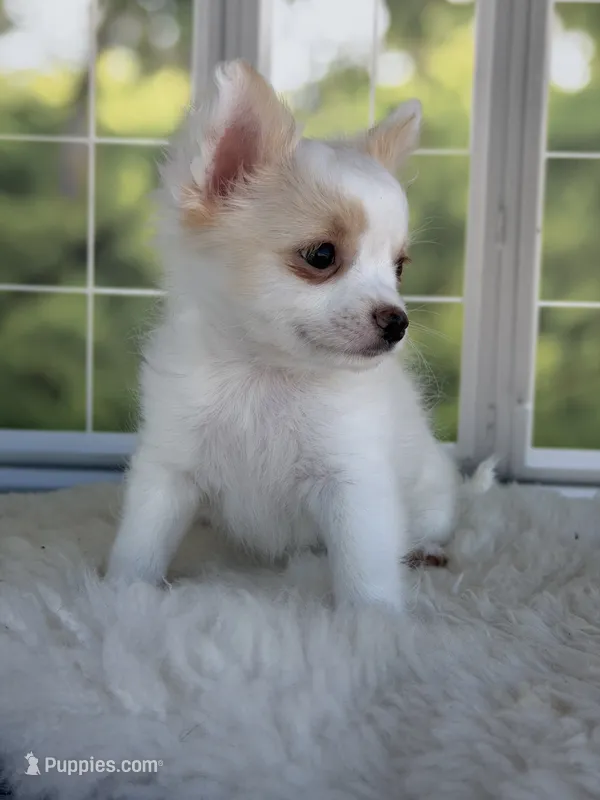 Casper – Chihuahua puppy for sale in Rogersville, TN