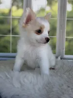 Casper, a male Chihuahua for sale in Rogersville, TN – 1 of 9