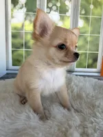 Dolly, a female Chihuahua for sale in Rogersville, TN – 7 of 10
