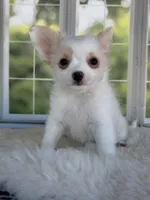 Casper, a male Chihuahua for sale in Rogersville, TN – 2 of 9