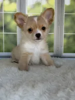 Blaze, a male Chihuahua for sale in Rogersville, TN – 2 of 9
