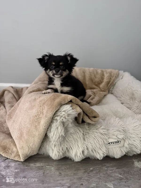 Girl – Chihuahua puppy for sale in Fayetteville, NC