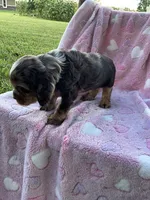 Girl 1, a female Cocker Spaniel for sale in Anna, IL – 5 of 9