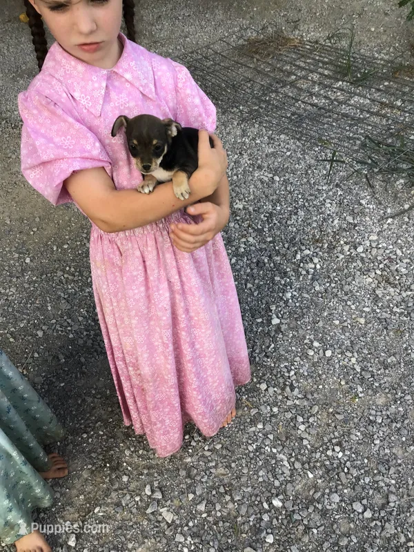 Female Macy – Chihuahua puppy for sale in Anna, IL
