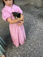 Female Macy, a female Chihuahua for sale in Anna, IL – 1 of 10