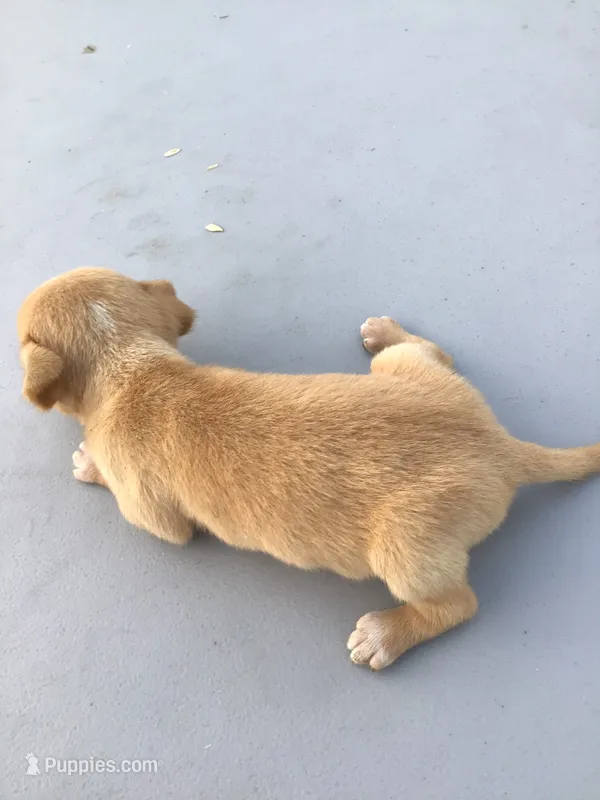 Female Jessica – Chihuahua puppy for sale in Anna, IL