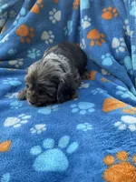 Boy 1, a male Cocker Spaniel for sale in Anna, IL – 3 of 6