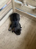 Girl 3, a female Chihuahua for sale in Anna, IL – 6 of 9
