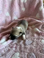 Girl 2, a female Pembroke Welsh Corgi for sale in Anna, IL – 5 of 5