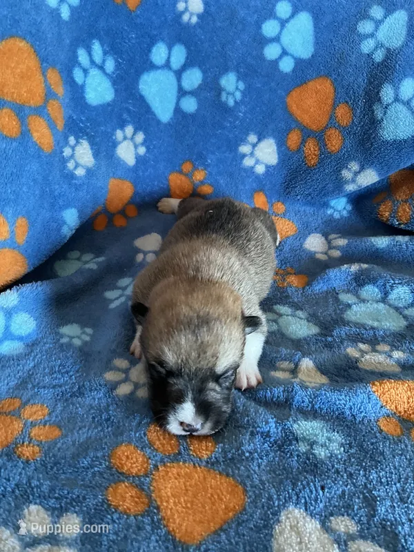 Boy 2 – Pembroke Welsh Corgi puppy for sale in Anna, IL