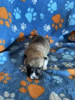 Boy 2, a male Pembroke Welsh Corgi for sale in Anna, IL – 1 of 6