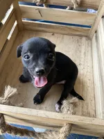 Girl 1, a female Chihuahua for sale in Anna, IL – 5 of 9