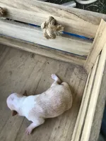 July Girl 1, a male Chihuahua for sale in Anna, IL – 8 of 10