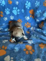 Boy 1, a male Pembroke Welsh Corgi for sale in Anna, IL – 5 of 6