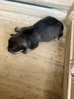 Girl 3, a female Chihuahua for sale in Anna, IL – 3 of 9