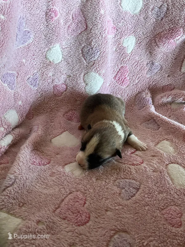 Girl 1 – Pembroke Welsh Corgi puppy for sale in Anna, IL