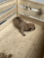 Boy 2, a male Chihuahua for sale in Anna, IL – 2 of 7