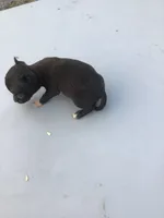 Female lucky, a female Chihuahua for sale in Anna, IL – 3 of 6