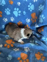 Boy 3, a male Pembroke Welsh Corgi for sale in Anna, IL – 6 of 7