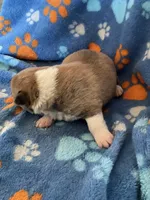 Boy 5, a male Pembroke Welsh Corgi for sale in Anna, IL – 7 of 7