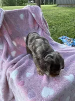 Girl 2, a female Cocker Spaniel for sale in Anna, IL – 10 of 10