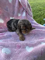 Girl 3, a female Cocker Spaniel for sale in Anna, IL – 7 of 10